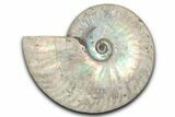 Silver Iridescent Ammonite (Cleoniceras) Fossil - Madagascar #345595-1